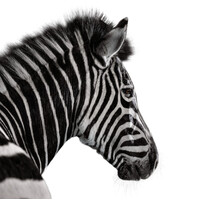 Investec Investec